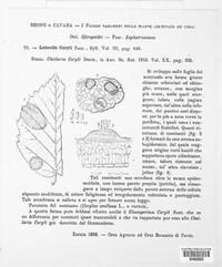 Piggotia coryli image